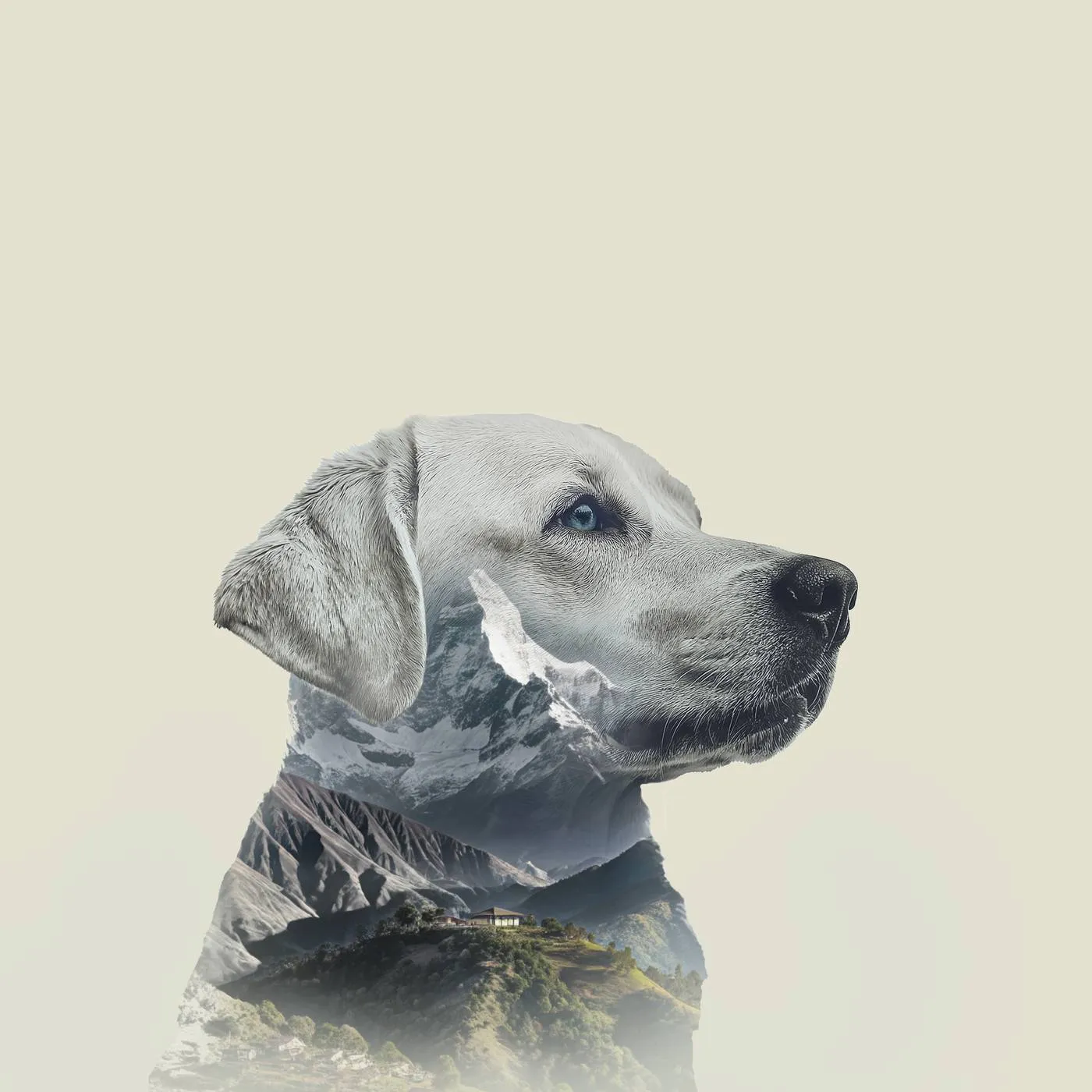 A dog looking out over forested Himalayan hills fading into cloud